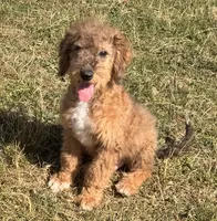 Flint, a male Miniature Australian Shepherd and Miniature Bernedoodle for sale in Ontario, OR – 1 of 4