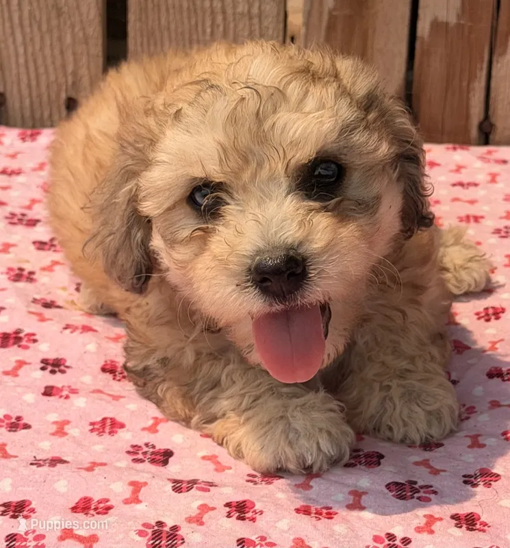 Zadie – Doxiepoo puppy for sale in Ontario, OR