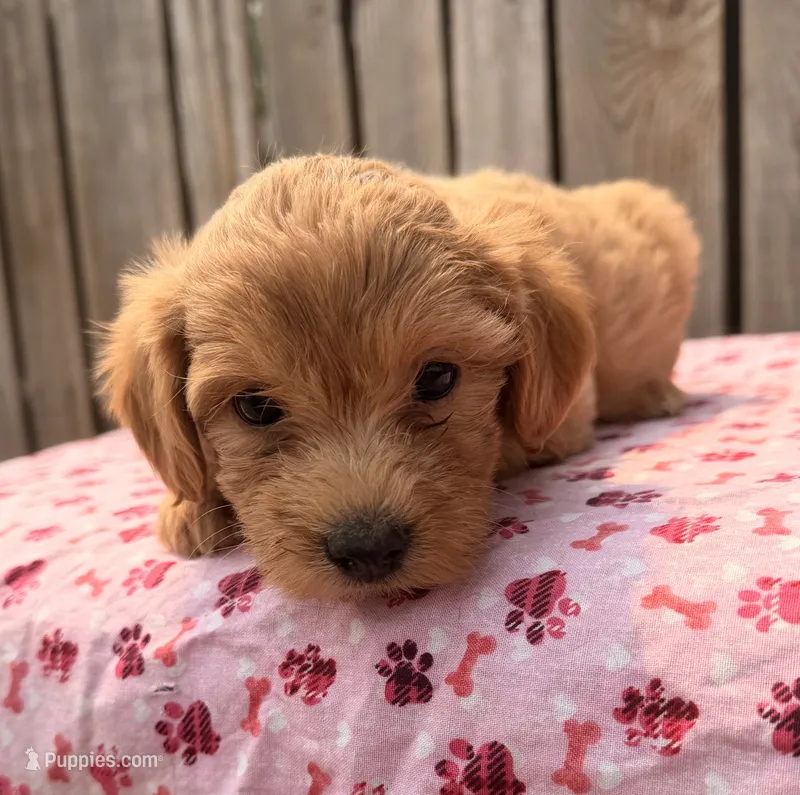 Fiji – Poodle - Toy , Miniature Aussiedoodle puppy for sale in Ontario, OR