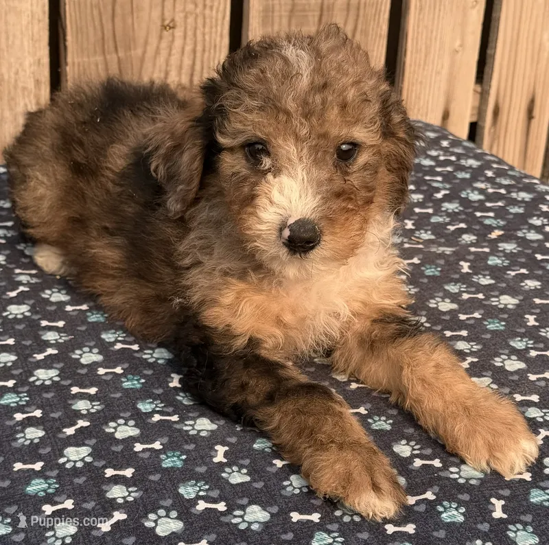 Boone – Miniature Australian Shepherd, Miniature Bernedoodle puppy for sale in Ontario, OR