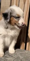 Blue, a male Miniature Australian Shepherd and Miniature American Shepherd for sale in Ontario, OR – 2 of 5