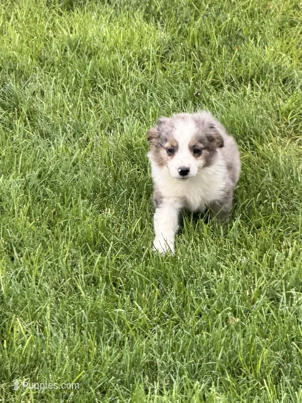 Trout – Cavapoo, Miniature Australian Shepherd puppy for sale in Ontario, OR
