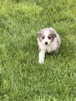 Trout, a male Cavapoo and Miniature Australian Shepherd for sale in Ontario, OR – 1 of 2