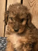 Flint, a male Miniature Australian Shepherd and Miniature Bernedoodle for sale in Ontario, OR – 1 of 1