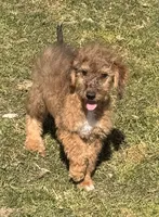 Flint, a male Miniature Australian Shepherd and Miniature Bernedoodle for sale in Ontario, OR – 2 of 4