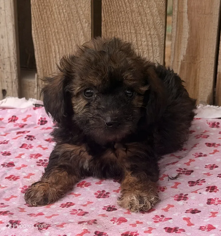 Toasty 3 – Miniature Schnauzer, Schnoodle puppy for sale in Ontario, OR