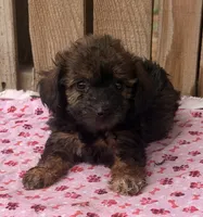 Toasty 3, a female Miniature Schnauzer and Schnoodle for sale in Ontario, OR – 1 of 4