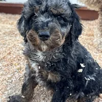 Travis, a male Poodle - Multi-Colored Standard and Poodle - Standard  for sale in Ontario, OR – 2 of 2