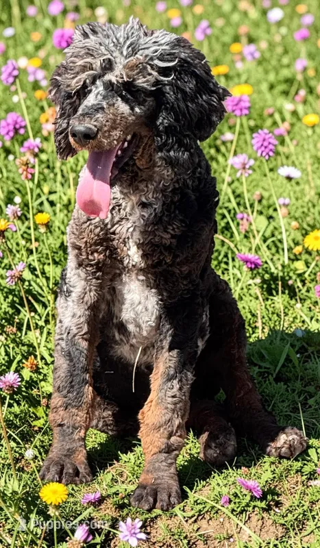 Travis – Poodle - Multi-Colored Standard, Poodle - Standard  puppy for sale in Ontario, OR