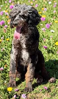 Travis, a male Poodle - Multi-Colored Standard and Poodle - Standard  for sale in Ontario, OR – 1 of 2