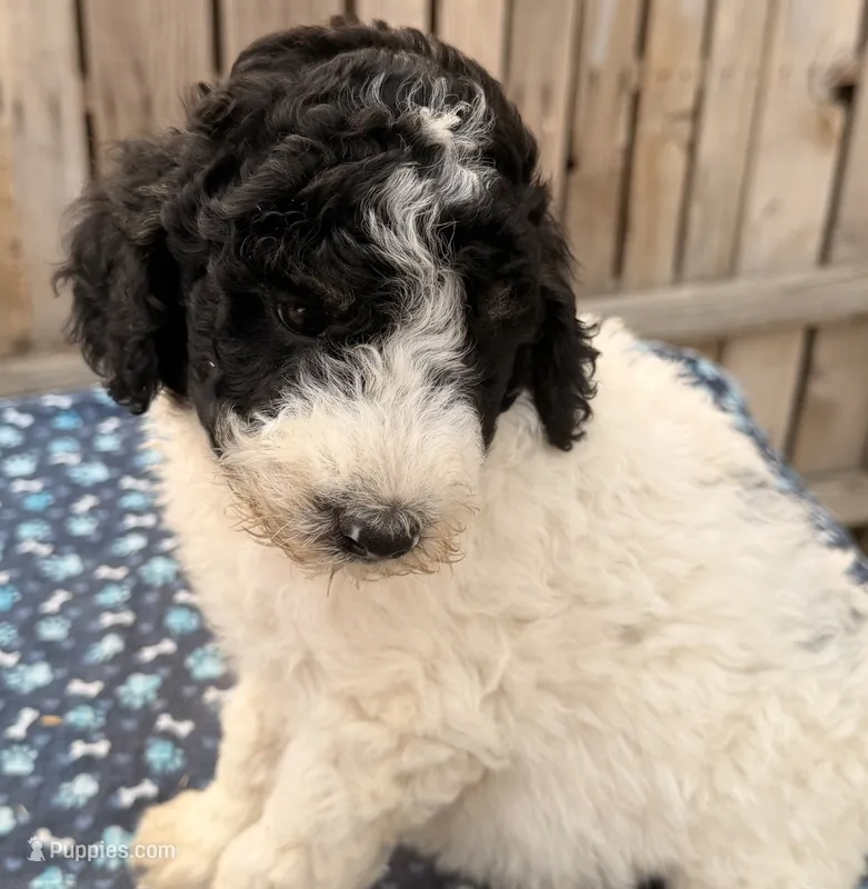 Stuart (Moyen). AKC – Poodle - Miniature , Poodle - Standard  puppy for sale in Ontario, OR