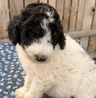 Stuart (Moyen). AKC, a male Poodle - Miniature  and Poodle - Standard  for sale in Ontario, OR – 1 of 3