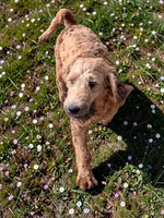 Winston, a male Miniature Aussiedoodle for sale in Ontario, OR – Photo 2 of 2