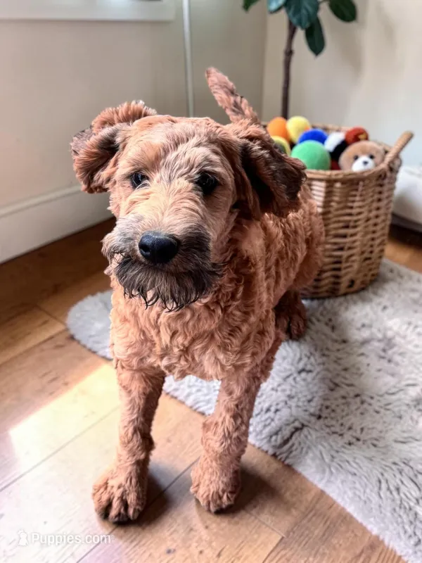 Winston – Miniature Aussiedoodle puppy for sale in Ontario, OR