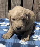 Dune, a male Goldendoodle for sale in Ontario, OR – 1 of 4