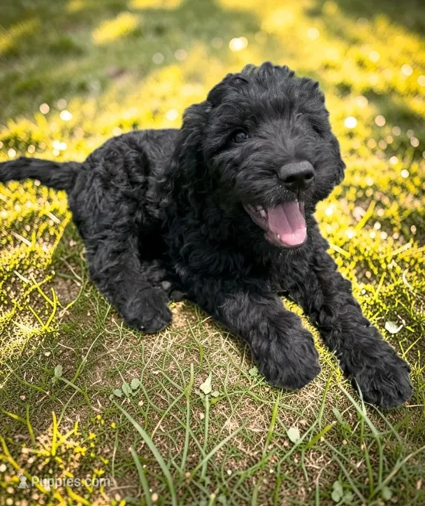 Tide – Goldendoodle puppy for sale in Ontario, OR