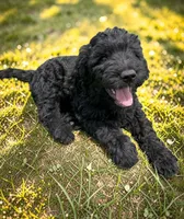 Tide, a male Goldendoodle for sale in Ontario, OR – 3 of 8