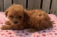Breeze, a female Poodle - Toy  and Miniature Aussiedoodle for sale in Ontario, OR – 3 of 3