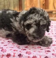 Mazama (Moyen). AKC, a female Poodle - Miniature  and Poodle - Standard  for sale in Ontario, OR – 4 of 4