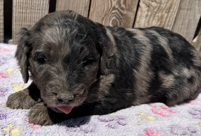 Coral – Goldendoodle puppy for sale in Ontario, OR