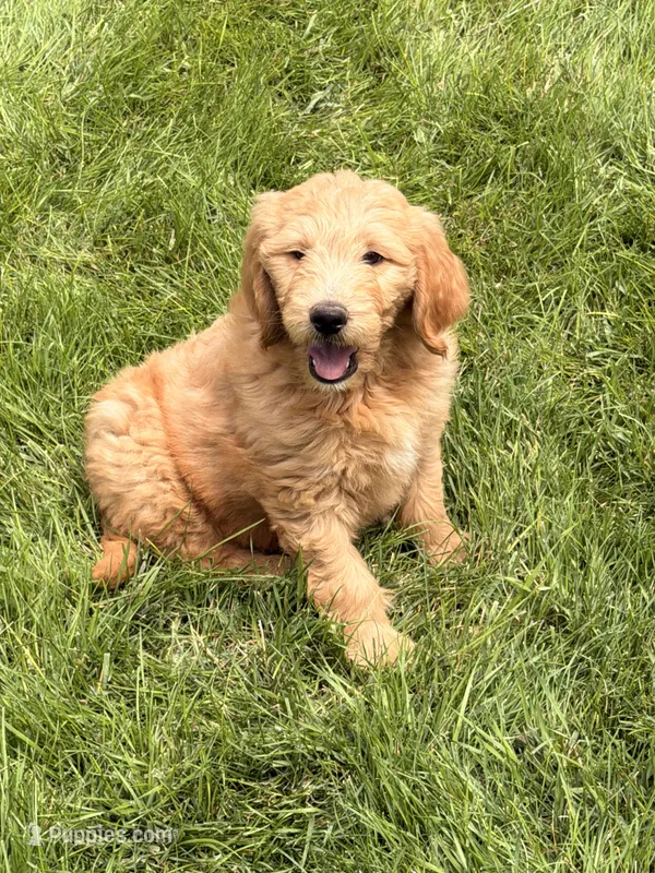 Jetty  – Goldendoodle puppy on hold in Ontario, OR