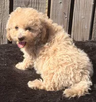 Noni, a female Maltipoo for sale in Ontario, OR – 5 of 5