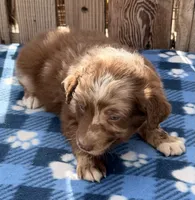 Aspen 3 , a male Australian Shepherd for sale in Ontario, OR – 2 of 5