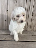 Honey, a female Miniature Bernedoodle for sale in Ontario, OR – Photo 3 of 3