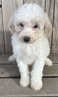 Honey, a female Miniature Bernedoodle for sale in Ontario, OR – Photo 1 of 3