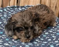 Muffin, a male Miniature Schnauzer and Schnoodle for sale in Ontario, OR – 2 of 4