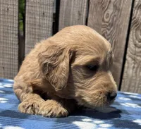 Jetty , a male Goldendoodle for sale in Ontario, OR – 2 of 4