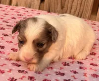 1, a female Havapoo for sale in Ontario, OR – 3 of 4