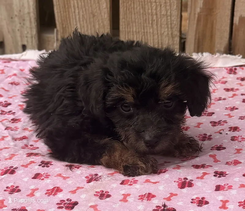 Honey – Miniature Schnauzer, Schnoodle puppy for sale in Ontario, OR