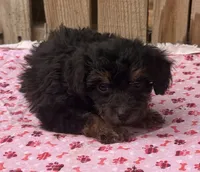 Honey, a female Miniature Schnauzer and Schnoodle for sale in Ontario, OR – 1 of 3