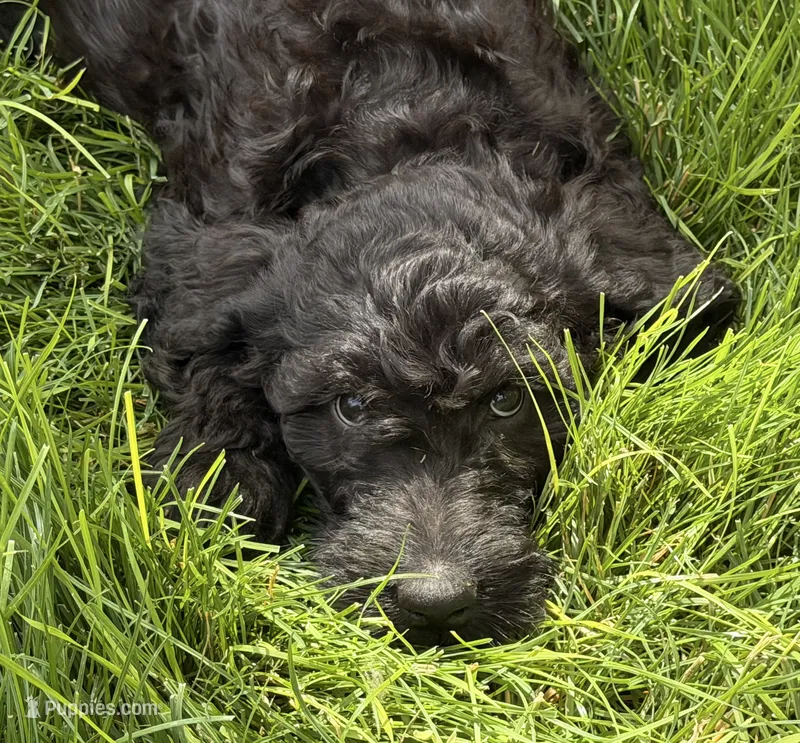 Tide – Goldendoodle puppy for sale in Ontario, OR