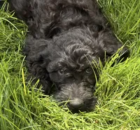 Tide, a male Goldendoodle for sale in Ontario, OR – 1 of 8