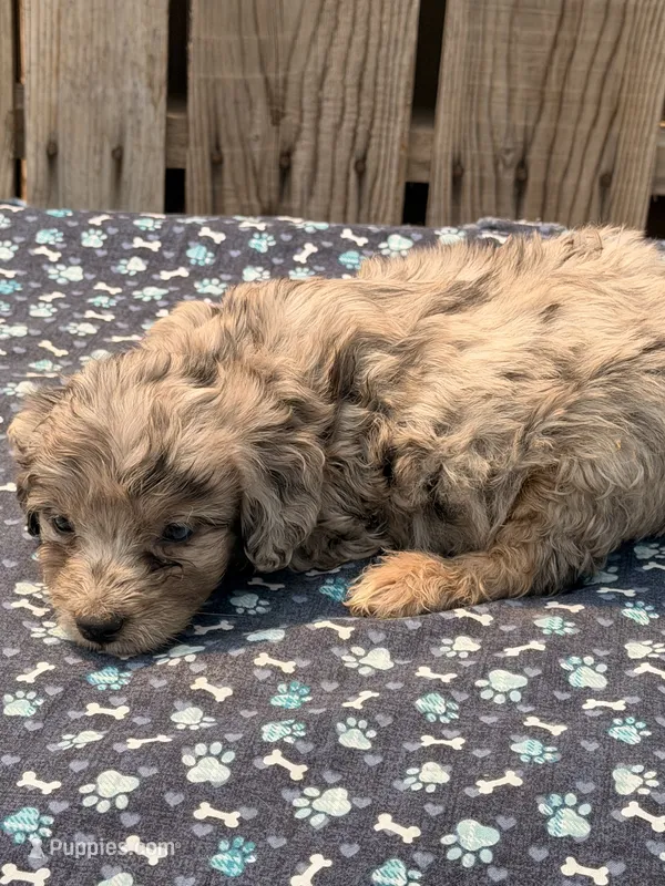 Tiki – Poodle - Toy , Miniature Aussiedoodle puppy for sale in Ontario, OR