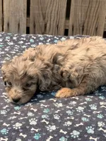 Tiki, a female Poodle - Toy  and Miniature Aussiedoodle for sale in Ontario, OR – 1 of 4