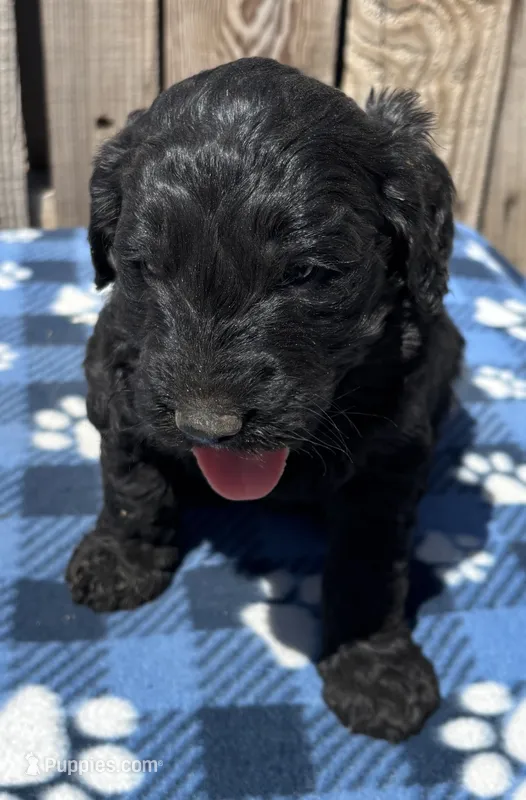 Cove – Goldendoodle puppy for sale in Ontario, OR