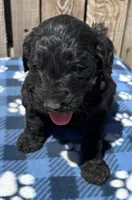 Cove, a male Goldendoodle for sale in Ontario, OR – 1 of 4
