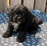 Cucumber , a male Cavapoo for sale in Ontario, OR – 1 of 4