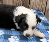 Aspen 1, a male Australian Shepherd for sale in Ontario, OR – 3 of 4