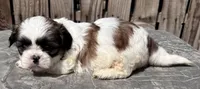 Kermit, a male Shih Tzu for sale in Ontario, OR – Photo 2 of 5