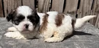 Kermit, a male Shih Tzu for sale in Ontario, OR – Photo 4 of 5
