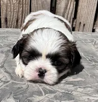 Kermit, a male Shih Tzu for sale in Ontario, OR – Photo 3 of 5