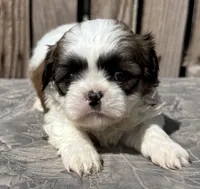 Kermit, a male Shih Tzu for sale in Ontario, OR – Photo 1 of 5