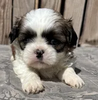 Kermit, a male Shih Tzu for sale in Ontario, OR – Photo 5 of 5