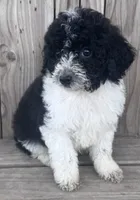 Cinder, a male Miniature Bernedoodle for sale in Ontario, OR – Photo 2 of 3