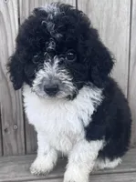 Cinder, a male Miniature Bernedoodle for sale in Ontario, OR – Photo 3 of 3