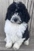 Cinder, a male Miniature Bernedoodle for sale in Ontario, OR – Photo 1 of 3